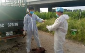 Hải Phòng: Phát hiện, thu giữ xe chở lợn chết nhiễm dịch tả lợn châu Phi Hải Phòng: Phát hiện, thu giữ xe chở lợn chết nhiễm dịch tả lợn châu Phi