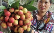 Vải thiều to như quả trứng bị đặt mua khi trái còn xanh lét Vải thiều to như quả trứng bị đặt mua khi trái còn xanh lét