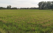Huyện Quảng Xương (Thanh Hóa): Nhà thầu mất tích, 200 ha đất... “đi hoang” Huyện Quảng Xương (Thanh Hóa): Nhà thầu mất tích, 200 ha đất... “đi hoang”