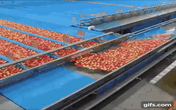 Trái cây ngoại được kiểm định nghiêm ngặt thế nào trước khi xuất bán? Trái cây ngoại được kiểm định nghiêm ngặt thế nào trước khi xuất bán?