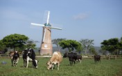 Vinamilk tiếp tục là thương hiệu được chọn mua nhiều nhất ở cả thành thị và nông thôn Vinamilk tiếp tục là thương hiệu được chọn mua nhiều nhất ở cả thành thị và nông thôn