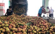 Ngay tại Bắc Giang, vải tươi loại 1 mua tại vườn giá 70.000 đồng/kg Ngay tại Bắc Giang, vải tươi loại 1 mua tại vườn giá 70.000 đồng/kg