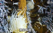 Quay video dưới đáy biển sâu 2.000m, thấy cảnh như ở ngoài hành tinh Quay video dưới đáy biển sâu 2.000m, thấy cảnh như ở ngoài hành tinh