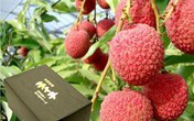 Gần 240 nghìn đồng một quả vải thiều ở Nhật Bản Gần 240 nghìn đồng một quả vải thiều ở Nhật Bản