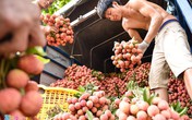 Vải thiều Lục Ngạn có bị 'thổi giá'? Vải thiều Lục Ngạn có bị 'thổi giá'?