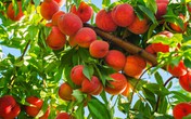 Mẹo trồng chậu đào sai trĩu quả từ hạt Mẹo trồng chậu đào sai trĩu quả từ hạt