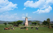 Review “tour” tham quan trang trại bò sữa siêu hot: gợi ý tuyệt vời cho gia đình hè này Review “tour” tham quan trang trại bò sữa siêu hot: gợi ý tuyệt vời cho gia đình hè này