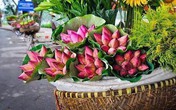 Cách phân biệt quỳ và sen chuẩn “không trượt phát nào”, thách thức dân bán hoa lừa đảo Cách phân biệt quỳ và sen chuẩn “không trượt phát nào”, thách thức dân bán hoa lừa đảo