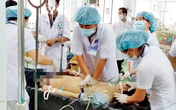 Chất kịch độc trong loài hoa thường gặp khiến 3 người hôn mê, rối loạn tâm thần Chất kịch độc trong loài hoa thường gặp khiến 3 người hôn mê, rối loạn tâm thần