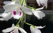 Chiêm ngưỡng những giò lan đột biến có giá trị bạc tỷ ở Thái Bình Chiêm ngưỡng những giò lan đột biến có giá trị bạc tỷ ở Thái Bình