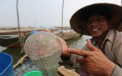 Sứa nổi đầy sông, dân dong nghe đi vớt cả tạ, thu tiền triệu cả ngày Sứa nổi đầy sông, dân dong nghe đi vớt cả tạ, thu tiền triệu cả ngày