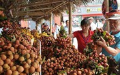 Trung Quốc thu hoạch 500.000 ha vải thiều, Việt Nam có lo? Trung Quốc thu hoạch 500.000 ha vải thiều, Việt Nam có lo?