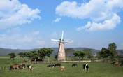 Vinamilk và những bước đi chiến lược trong 30 năm phát triển ngành chăn nuôi bò sữa Vinamilk và những bước đi chiến lược trong 30 năm phát triển ngành chăn nuôi bò sữa