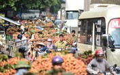 Vải thiều 50.000 đồng/kg, người dân ùn ùn chở xuống chợ Vải thiều 50.000 đồng/kg, người dân ùn ùn chở xuống chợ