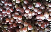 Những loại hoa quả Việt Nam đã hết mùa nhưng hàng Trung Quốc vẫn bán nhan nhản Những loại hoa quả Việt Nam đã hết mùa nhưng hàng Trung Quốc vẫn bán nhan nhản