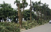 Hàng trăm cây hoa sữa ở Hà Nội bị chặt cành, cưa ngọn trong đêm Hàng trăm cây hoa sữa ở Hà Nội bị chặt cành, cưa ngọn trong đêm