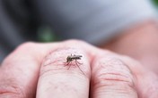 Nam thanh niên tử vong vì sốt xuất huyết Nam thanh niên tử vong vì sốt xuất huyết