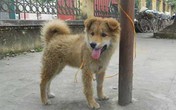 Tắm cho chó, 2 vợ chồng bị điện giật chết thương tâm ở Thái Bình Tắm cho chó, 2 vợ chồng bị điện giật chết thương tâm ở Thái Bình
