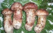 Mùa ăn chay bàng hoàng với những cây nấm giá khoảng 5 chỉ vàng/kg Mùa ăn chay bàng hoàng với những cây nấm giá khoảng 5 chỉ vàng/kg