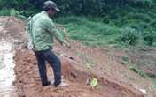 Huyện Đăk Hà, tỉnh Kon Tum: Người dân sống khổ ở khu tái định cư Huyện Đăk Hà, tỉnh Kon Tum: Người dân sống khổ ở khu tái định cư
