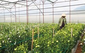Bỏ rau trồng hoa cát tường công nghệ cao, thu nhập tăng gấp 5 lần Bỏ rau trồng hoa cát tường công nghệ cao, thu nhập tăng gấp 5 lần