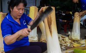 Bán củ hủ dừa lãi hơn 50 triệu đồng mỗi tháng Bán củ hủ dừa lãi hơn 50 triệu đồng mỗi tháng