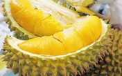 Sầu riêng mê đến mấy cũng không ăn khi cơ thể có dấu hiệu sau đây Sầu riêng mê đến mấy cũng không ăn khi cơ thể có dấu hiệu sau đây