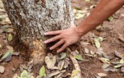 Người dân nỗ lực cứu chữa hàng sưa nghi bị "đầu độc" ở Thủ đô Người dân nỗ lực cứu chữa hàng sưa nghi bị "đầu độc" ở Thủ đô