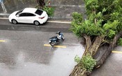Nhiều cây xanh ở nhiều tỉnh thành bị quật đổ do bão số 3, trời tiếp tục mưa lớn Nhiều cây xanh ở nhiều tỉnh thành bị quật đổ do bão số 3, trời tiếp tục mưa lớn
