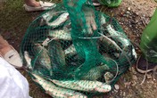 Sau mưa ngập, người dân Thủ đô hào hứng bắt hàng tấn cá dưới sông Kim Ngưu Sau mưa ngập, người dân Thủ đô hào hứng bắt hàng tấn cá dưới sông Kim Ngưu