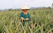 Bất cập trong sử dụng đất tại các nông, lâm trường xứ Thanh: Lãng phí tài nguyên, đi ngược kỳ vọng Bất cập trong sử dụng đất tại các nông, lâm trường xứ Thanh: Lãng phí tài nguyên, đi ngược kỳ vọng