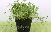 8 loại rau thơm chỉ trồng trong góc bếp cũng “lớn nhanh như thổi” 8 loại rau thơm chỉ trồng trong góc bếp cũng “lớn nhanh như thổi”