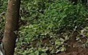 Bình Phước: Mưa lớn nhiều ngày phá hủy hoàn toàn cầu dây, nhiều ngôi nhà bị chìm sâu trong biển nước Bình Phước: Mưa lớn nhiều ngày phá hủy hoàn toàn cầu dây, nhiều ngôi nhà bị chìm sâu trong biển nước