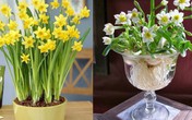 10 loại hoa nếu trồng có thể gây nguy hiểm cho sức khỏe nhưng bạn có thể không biết 10 loại hoa nếu trồng có thể gây nguy hiểm cho sức khỏe nhưng bạn có thể không biết