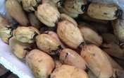 Loại củ ở Việt Nam sống trong bùn rẻ mạt, sang Hàn Quốc quý hơn nhân sâm Loại củ ở Việt Nam sống trong bùn rẻ mạt, sang Hàn Quốc quý hơn nhân sâm