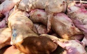 Dịch tả lợn châu Phi đã khiến 2 triệu con lợn buộc tiêu hủy Dịch tả lợn châu Phi đã khiến 2 triệu con lợn buộc tiêu hủy