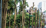 Hà Nội: Chuyển 100 cây hoa sữa từ hồ Tây lên bãi rác Nam Sơn để 'khử' mùi rác, 'giải thoát' mùi hoa Hà Nội: Chuyển 100 cây hoa sữa từ hồ Tây lên bãi rác Nam Sơn để 'khử' mùi rác, 'giải thoát' mùi hoa