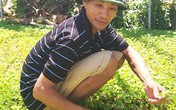 Kiếm bộn tiền nhờ trồng rau má trên bờ ao tôm Kiếm bộn tiền nhờ trồng rau má trên bờ ao tôm