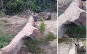 Đi mò ốc, phát hiện cây gỗ quý hàng trăm năm tuổi nằm sâu dưới lòng đất Đi mò ốc, phát hiện cây gỗ quý hàng trăm năm tuổi nằm sâu dưới lòng đất