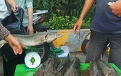 Người TP.HCM 'đổ xô' mua cá tầm 100 ngàn/kg ủng hộ dân vùng lũ