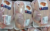 18.000 đồng/kg gà Mỹ nhập về Việt Nam 18.000 đồng/kg gà Mỹ nhập về Việt Nam