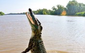 Hãi hùng khoảnh khắc bé trai 10 tuổi đang ngồi trên thuyền thì bị cá sấu lôi xuống nước ăn thịt, người nhà bất lực, chỉ lo chạy thoát thân Hãi hùng khoảnh khắc bé trai 10 tuổi đang ngồi trên thuyền thì bị cá sấu lôi xuống nước ăn thịt, người nhà bất lực, chỉ lo chạy thoát thân