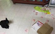 Bật cười cảnh vợ hý hửng tìm được quỹ đen của chồng nhờ mèo yêu Bật cười cảnh vợ hý hửng tìm được quỹ đen của chồng nhờ mèo yêu