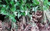 Đổ xô đi tìm loại cây giống với sâm Ngọc Linh Đổ xô đi tìm loại cây giống với sâm Ngọc Linh