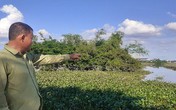 Trưởng thôn ở Hà Tĩnh kể phút tận mắt thấy cá sấu 2m nổi trên sông Trưởng thôn ở Hà Tĩnh kể phút tận mắt thấy cá sấu 2m nổi trên sông