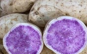 Bất ngờ củ khoai lang ruột màu tím lịm giá đắt gấp 20 lần Bất ngờ củ khoai lang ruột màu tím lịm giá đắt gấp 20 lần