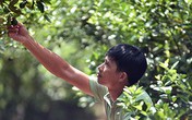 Hóng chuyện ở chợ, 7 năm sau anh nông dân đã thành tỷ phú Hóng chuyện ở chợ, 7 năm sau anh nông dân đã thành tỷ phú