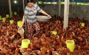 Khốn khổ gà rẻ như rau, lại thêm điềm báo phá sản nguy hiểm Khốn khổ gà rẻ như rau, lại thêm điềm báo phá sản nguy hiểm