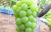 Cách nhà vườn Nhật sản xuất nho xa xỉ Cách nhà vườn Nhật sản xuất nho xa xỉ