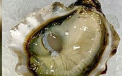 Đi ăn hàu, khách may mắn 'cắn' luôn được viên ngọc hiếm Đi ăn hàu, khách may mắn 'cắn' luôn được viên ngọc hiếm